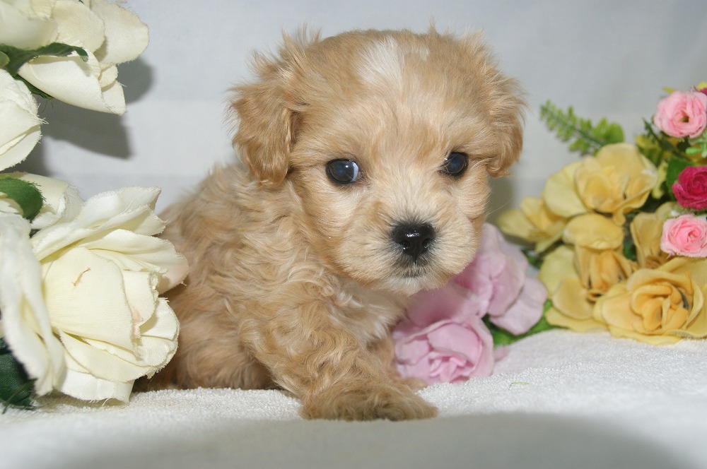 宮城県ペットショップ/ペットショップ鈴花/ハーフ子犬