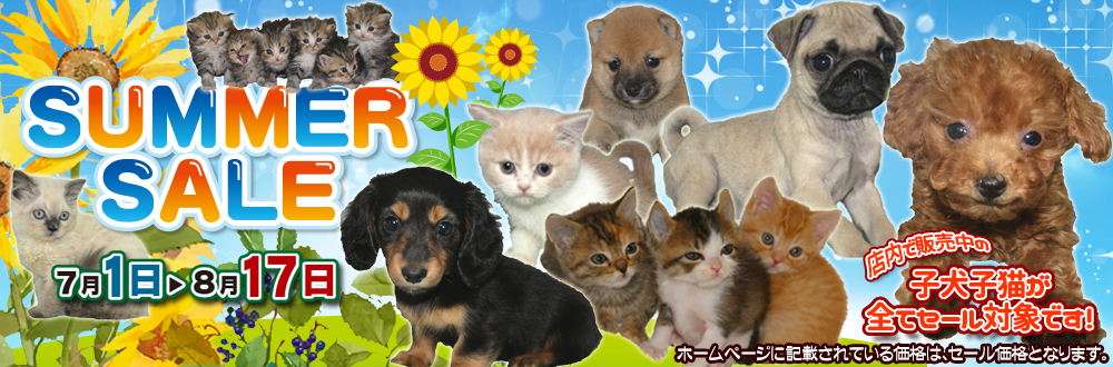 宮城県ペットショップ/ペットショップ鈴花/かわいい子犬・子猫と出会えます