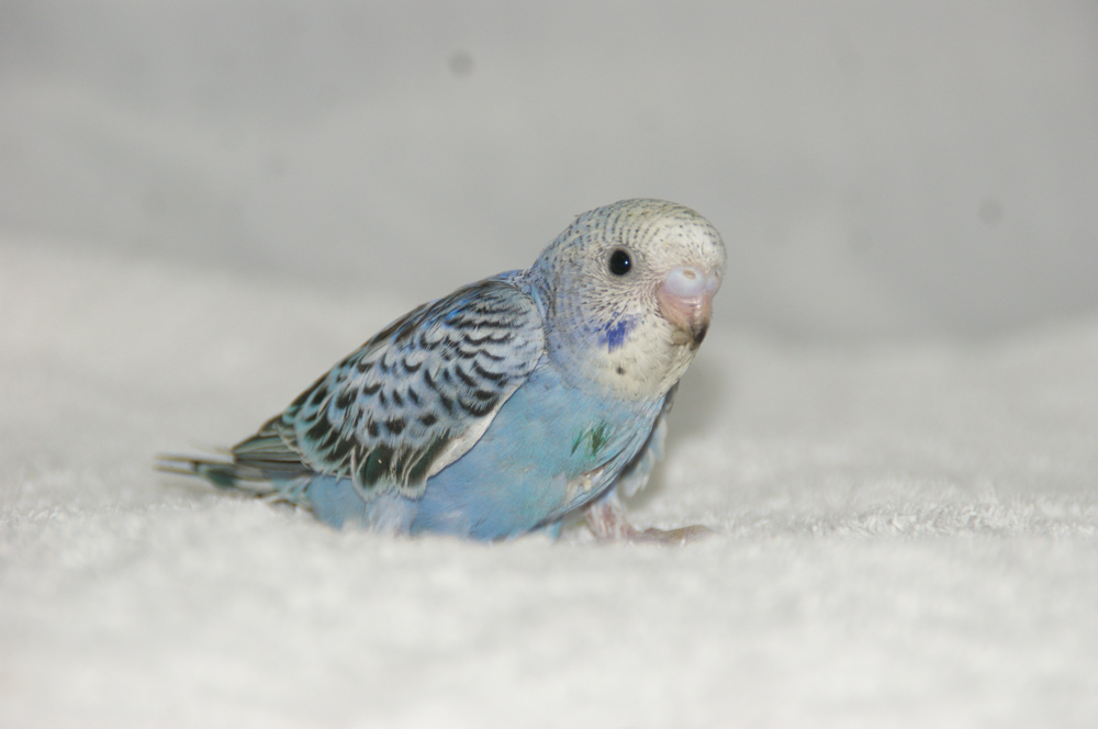 宮城県ペットショップ/ペットショップ鈴花　セキセイインコ情報