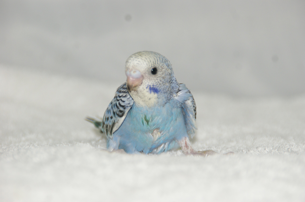 宮城県ペットショップ/ペットショップ鈴花　セキセイインコ情報