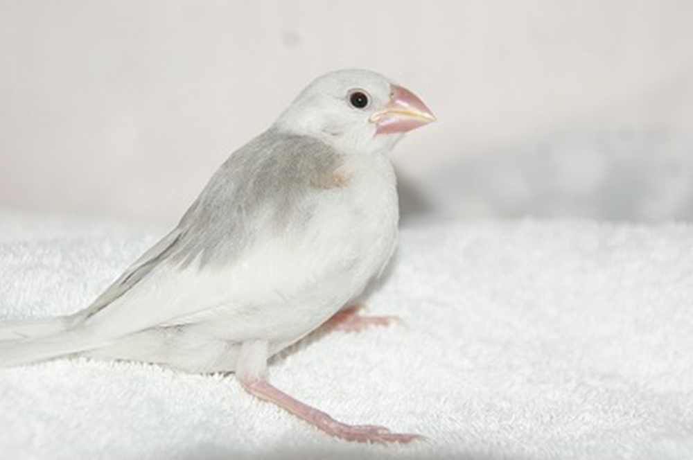 宮城県ペットショップ/ペットショップ鈴花　文鳥情報