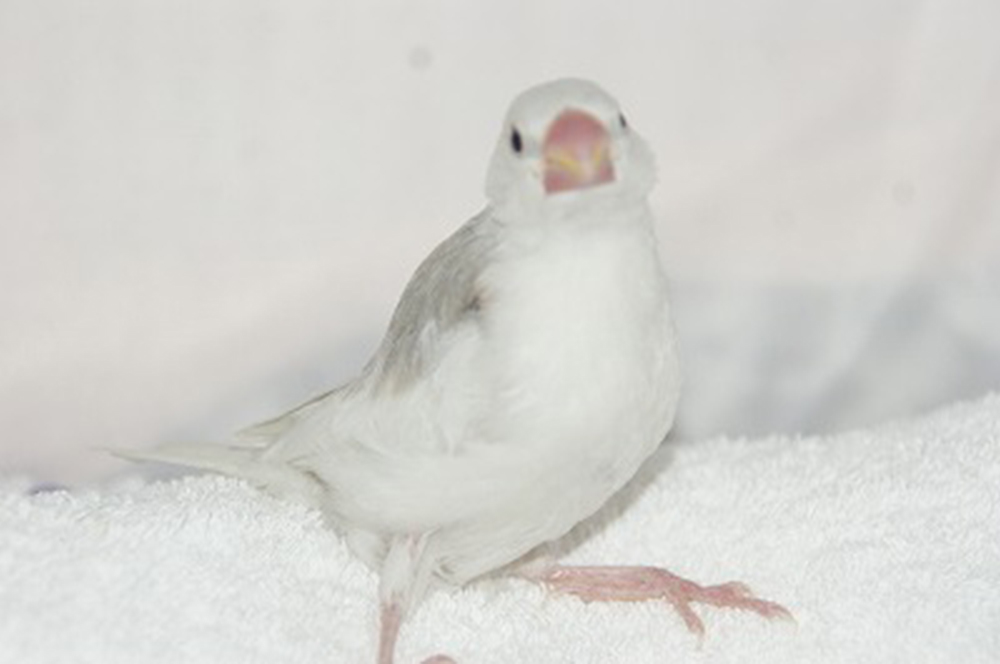 宮城県ペットショップ/ペットショップ鈴花　文鳥情報