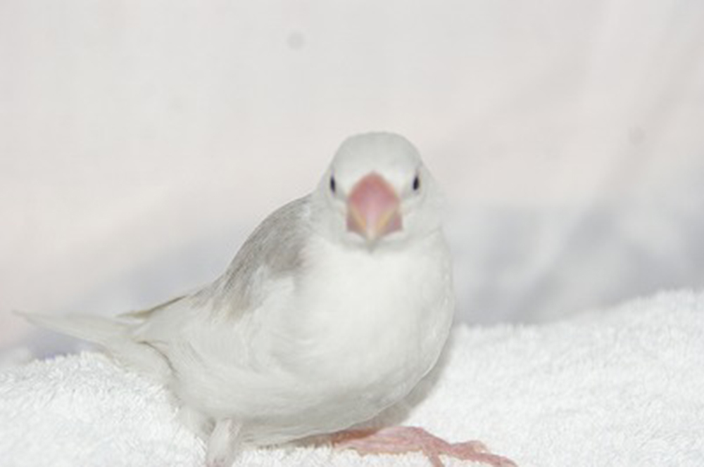 宮城県ペットショップ/ペットショップ鈴花　文鳥情報