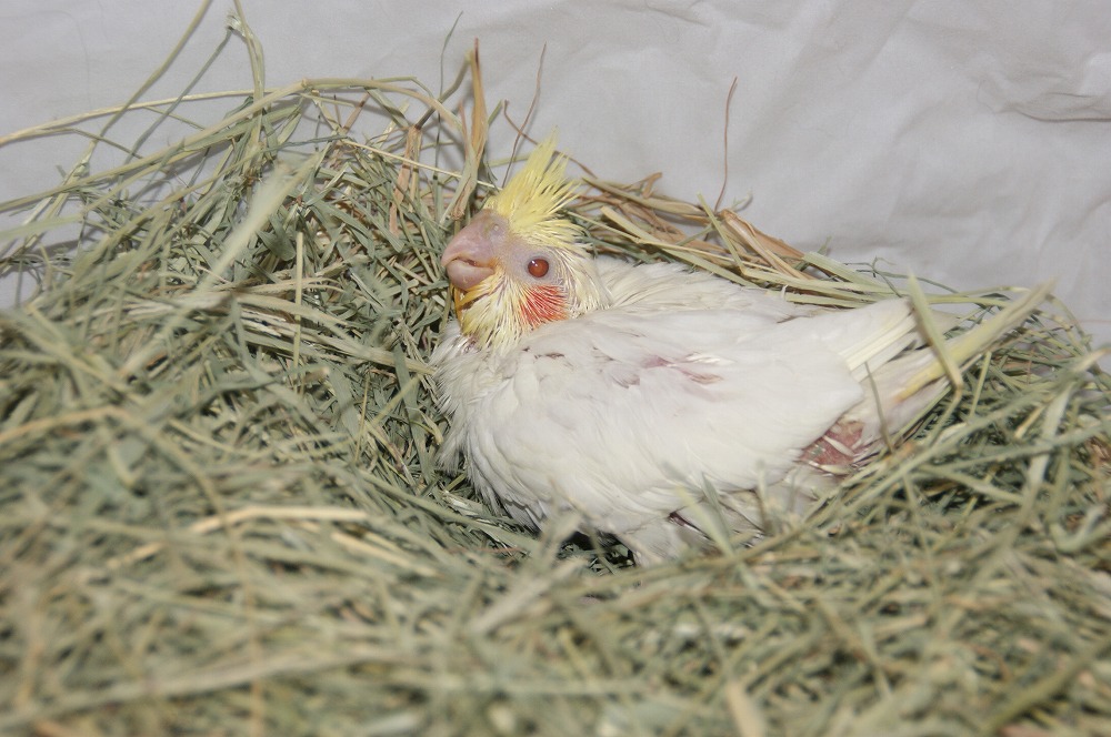 宮城県ペットショップ/ペットショップ鈴花　オカメインコ情報
