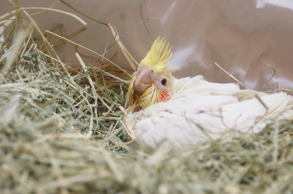 宮城県ペットショップ/ペットショップ鈴花　オカメインコ情報