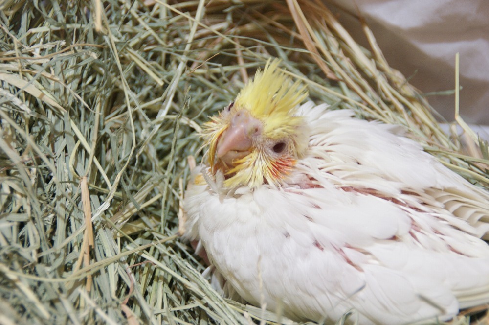宮城県ペットショップ/ペットショップ鈴花　オカメインコ情報