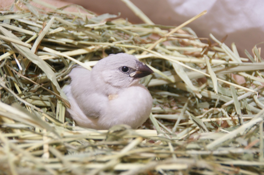 宮城県ペットショップ/ペットショップ鈴花／文鳥