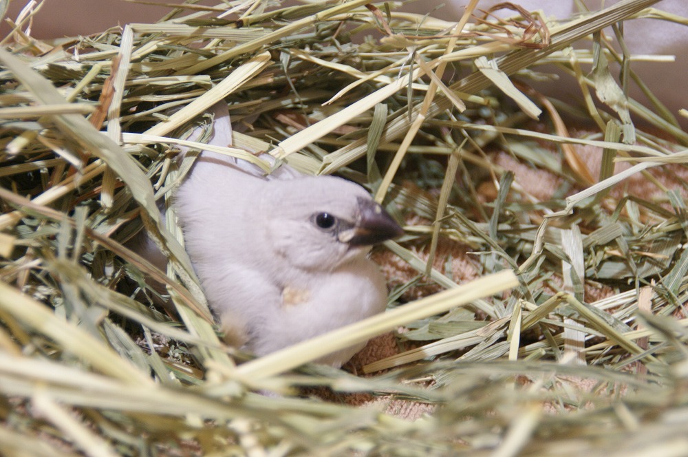 宮城県ペットショップ/ペットショップ鈴花　文鳥情報