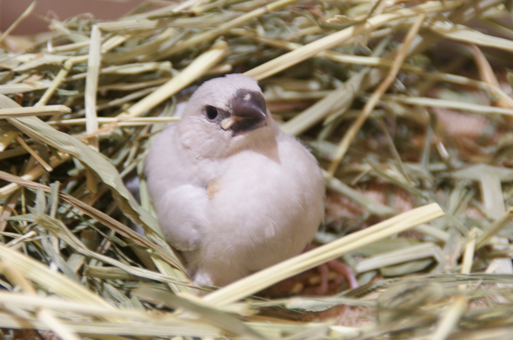 宮城県ペットショップ/ペットショップ鈴花　文鳥情報