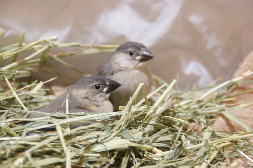 宮城県ペットショップ/ペットショップ鈴花　文鳥情報