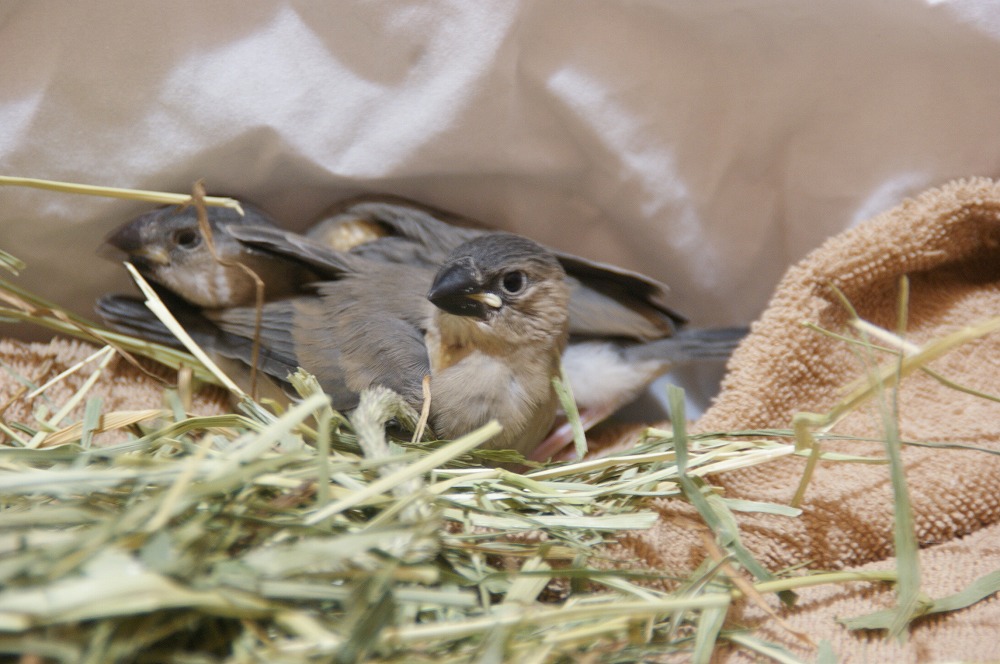 宮城県ペットショップ/ペットショップ鈴花　文鳥情報