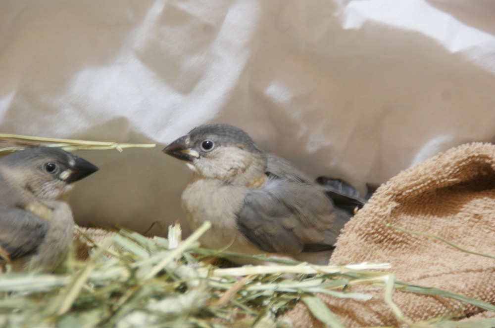 宮城県ペットショップ/ペットショップ鈴花　文鳥情報