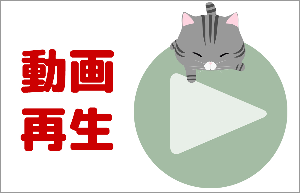 宮城県ペットショップ/ペットショップ鈴花　子猫情報／ラガマフィン