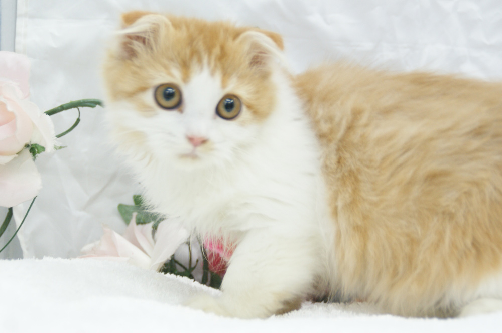 宮城県ペットショップ/ペットショップ鈴花 子猫情報/スコティッシュフォールド