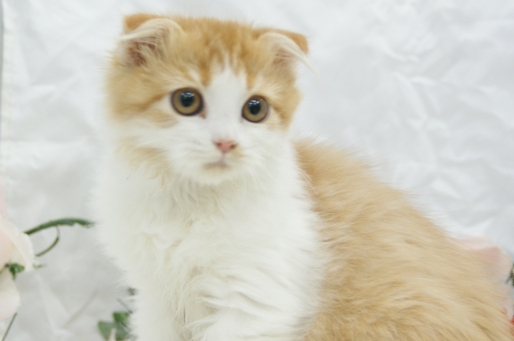 宮城県ペットショップ/ペットショップ鈴花 子猫情報/スコティッシュフォールド