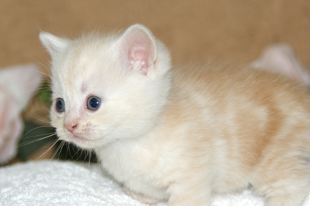 マンチカン 宮城県ペットショップ/ペットショップ鈴花 マンチカン子猫情報