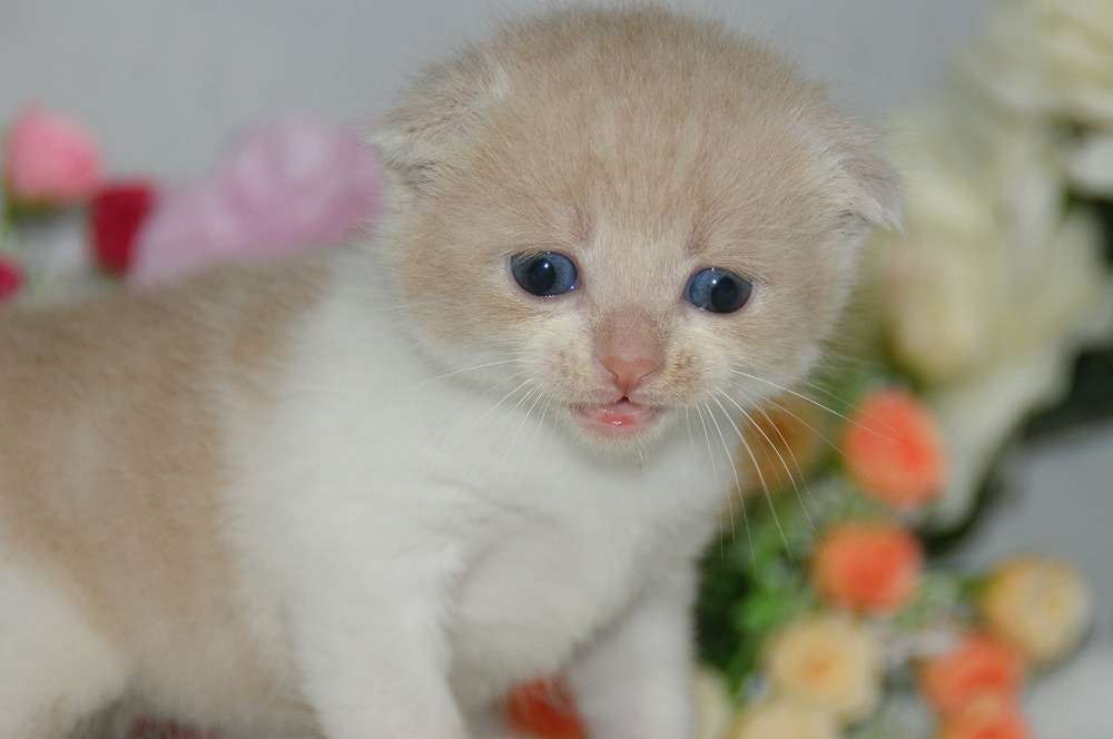 宮城県ペットショップ/ペットショップ鈴花　子猫情報／スコティッシュフォールド