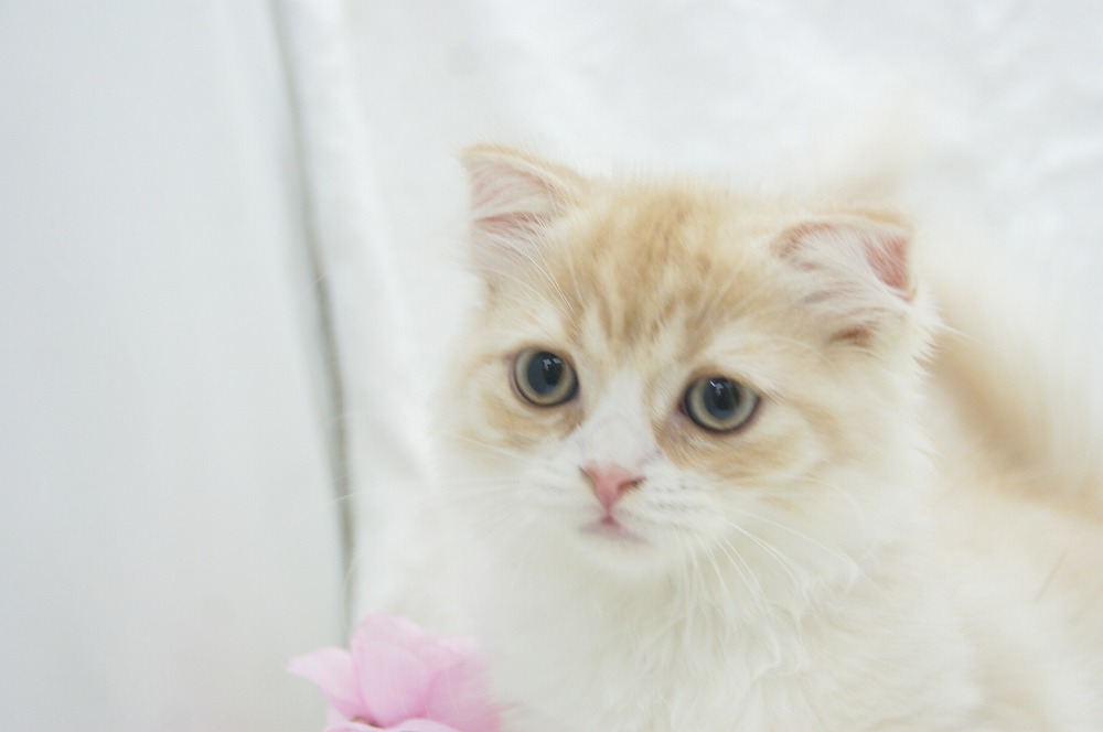 宮城県ペットショップ/ペットショップ鈴花／スコティッシュフォールド子猫