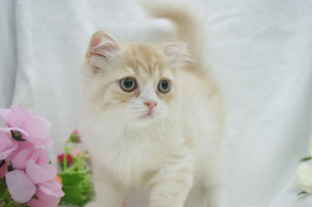 宮城県ペットショップ/ペットショップ鈴花　子猫情報／スコティッシュフォールド