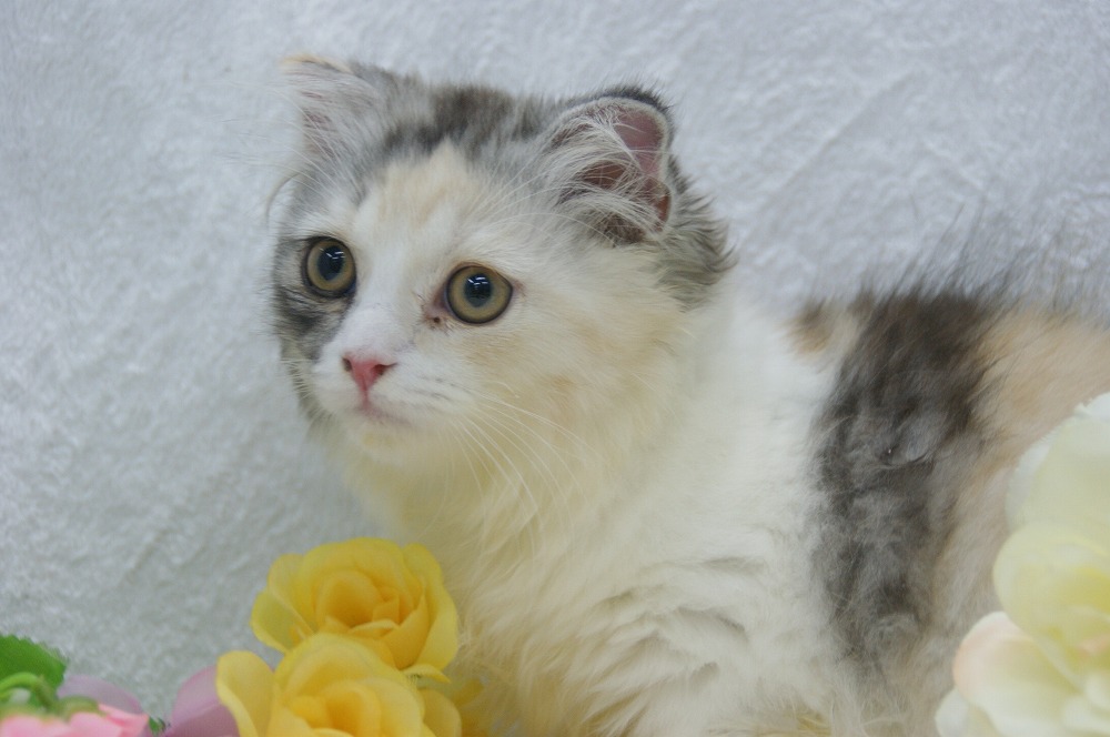 宮城県ペットショップ/ペットショップ鈴花　子猫情報／スコティッシュフォールド