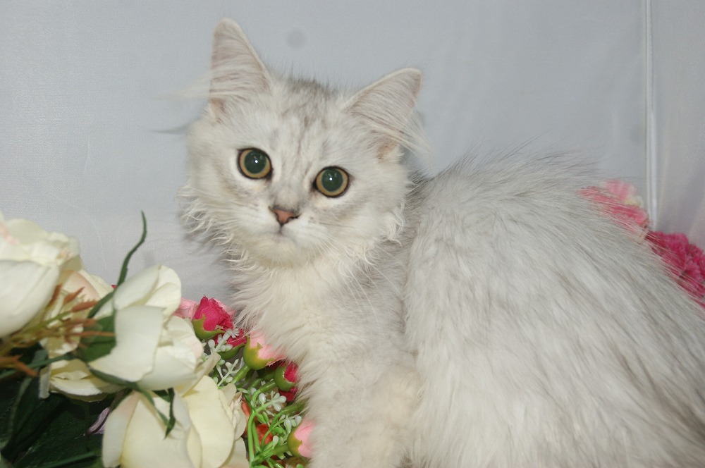 宮城県ペットショップ/ペットショップ鈴花　子猫情報／ペルシャ子猫