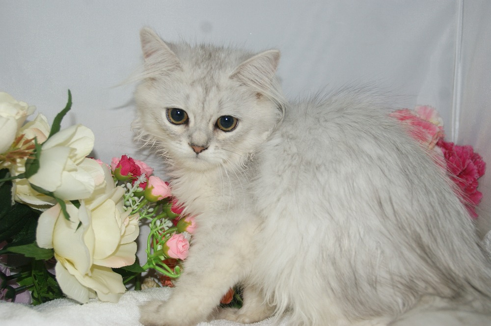 宮城県ペットショップ/ペットショップ鈴花　子猫情報／ペルシャ子猫