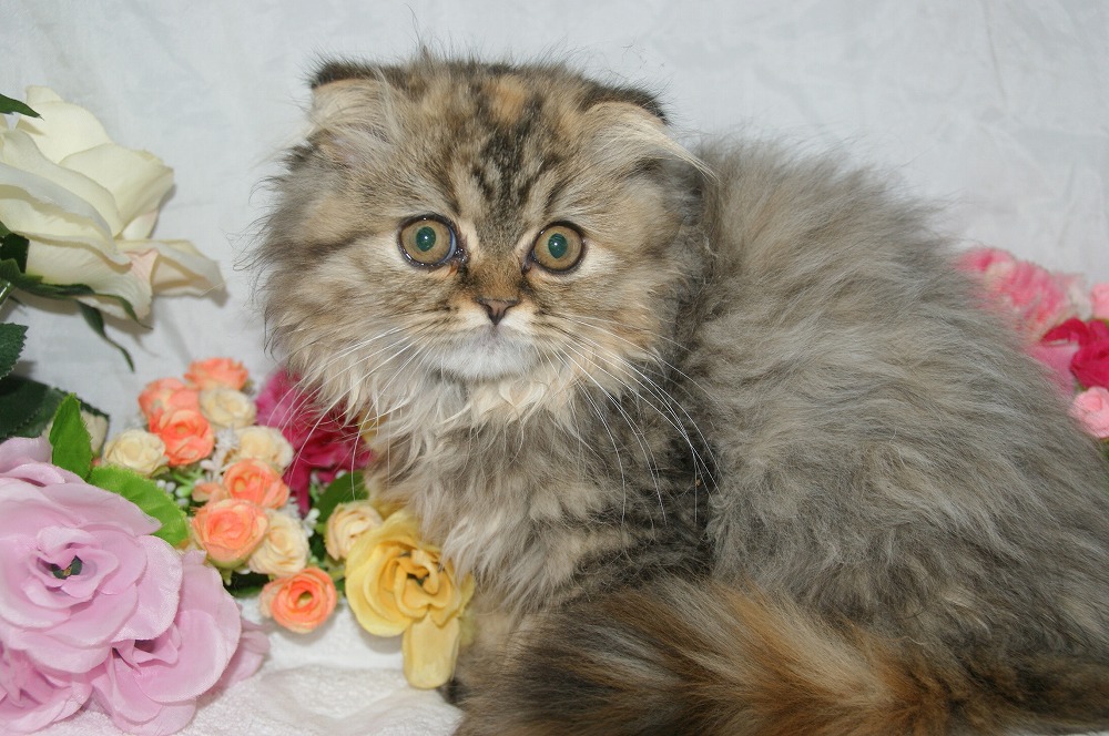 宮城県ペットショップ/ペットショップ鈴花　子猫情報／スコティッシュフォールド