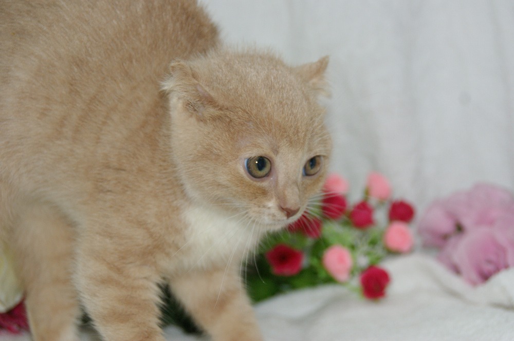 宮城県ペットショップ/ペットショップ鈴花　子猫情報／アメリカンカール