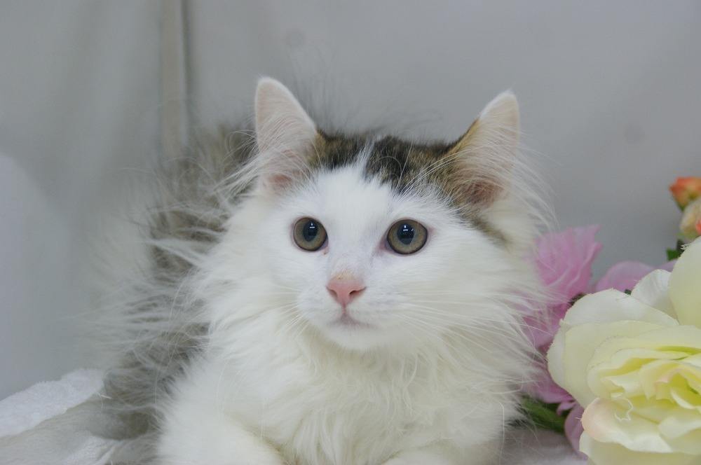 宮城県ペットショップ/ペットショップ鈴花　子猫情報／ノルウェージャンフォレストキャット