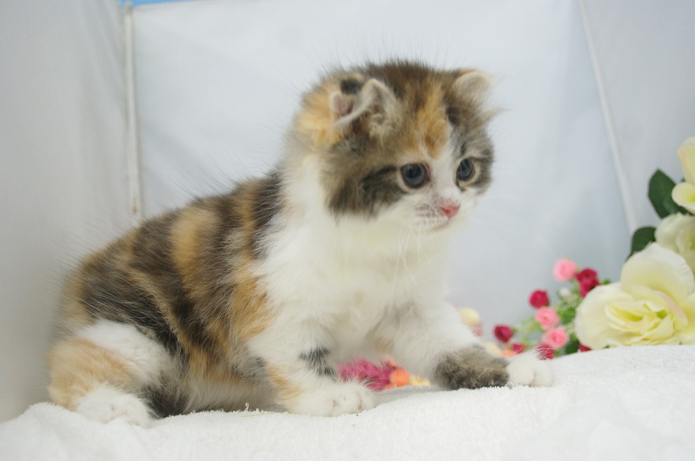 猫宮ひなた杯ベスト4景品 petselect_p6900005400