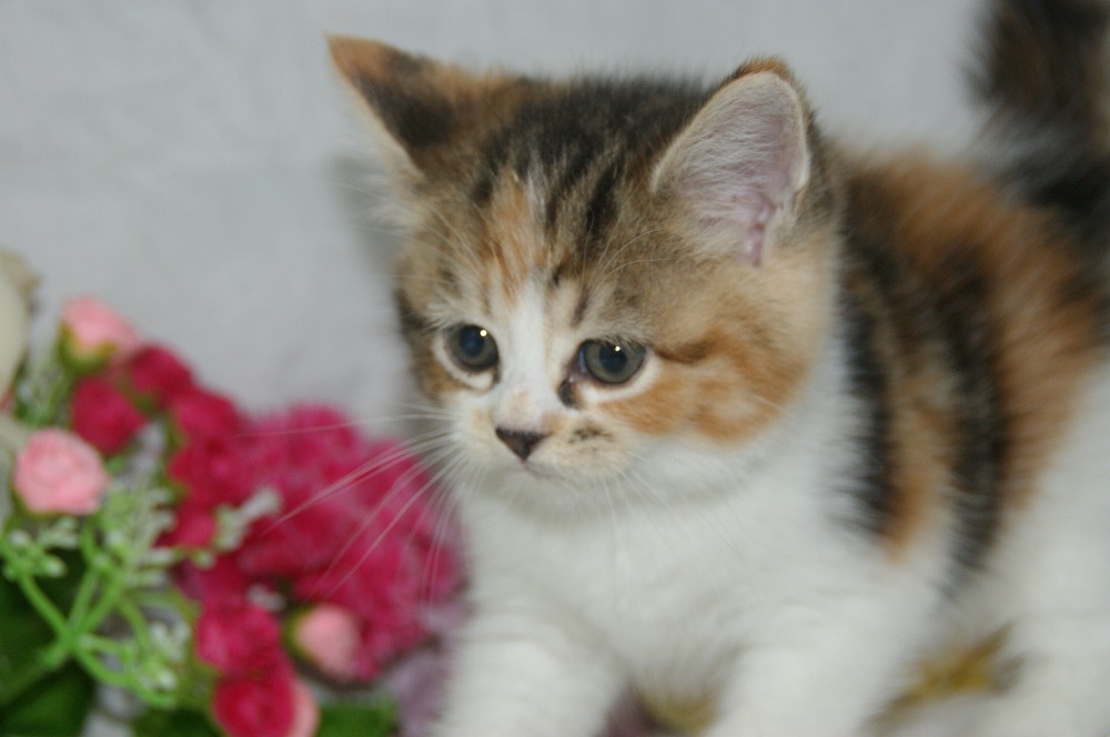 宮城県ペットショップ/ペットショップ鈴花　子猫情報／ミヌエット