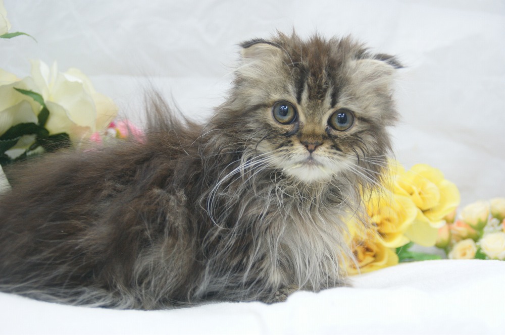 宮城県ペットショップ/ペットショップ鈴花　子猫情報／マンチカン