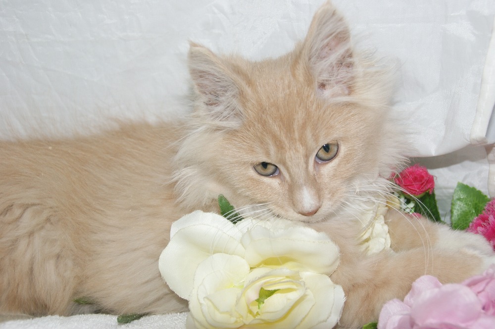 宮城県ペットショップ/ペットショップ鈴花　子猫情報／メインクーン