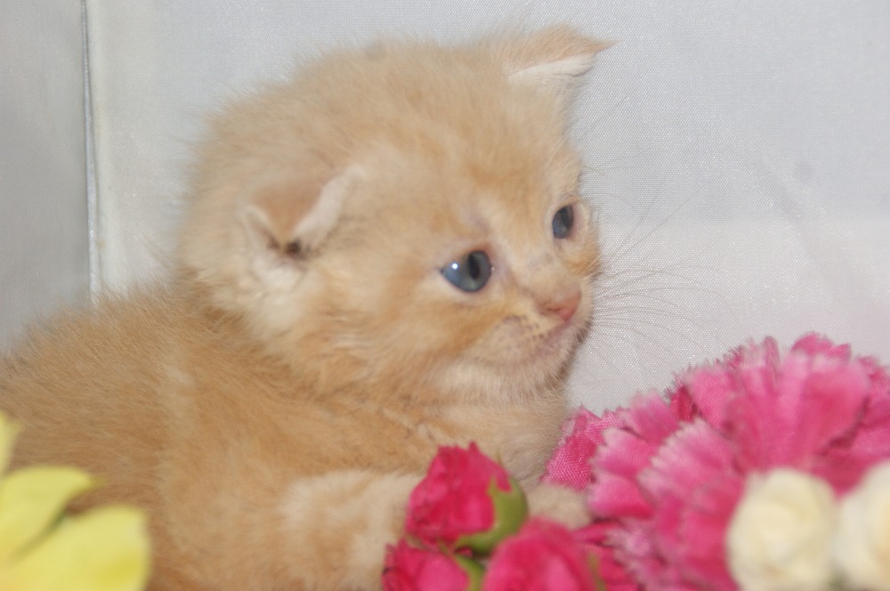 宮城県ペットショップ/ペットショップ鈴花　子猫情報／スコティッシュフォールド