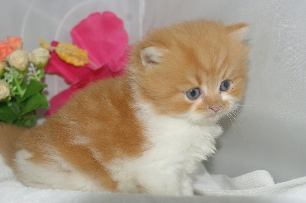 宮城県ペットショップ/ペットショップ鈴花　子猫情報／スコティッシュフォールド