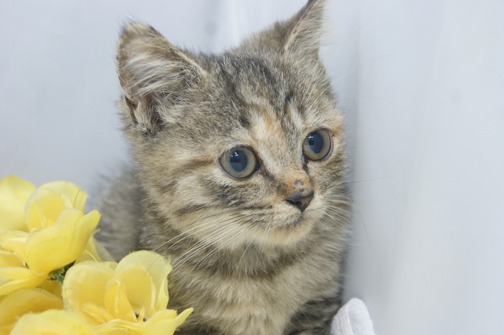 宮城県ペットショップ/ペットショップ鈴花/スコティッシュフォールド子猫