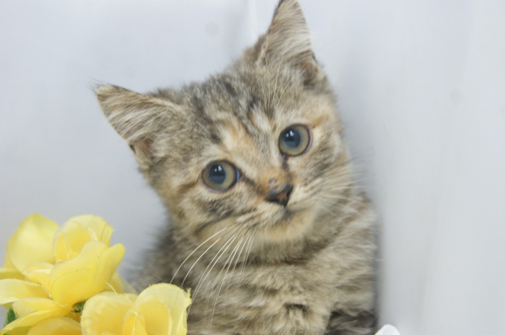 宮城県ペットショップ/ペットショップ鈴花 子猫情報/スコティッシュフォールド