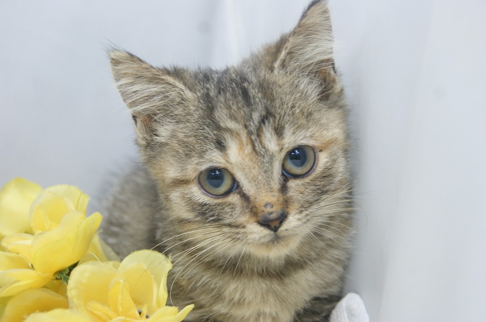 宮城県ペットショップ/ペットショップ鈴花 子猫情報/スコティッシュフォールド