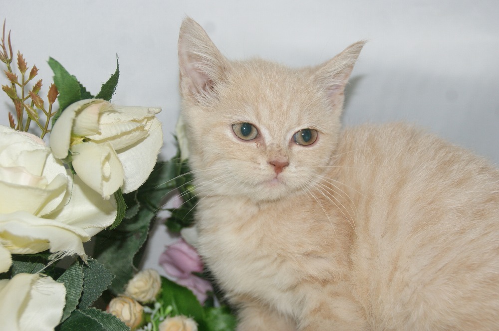 宮城県ペットショップ/ペットショップ鈴花/スコティッシュフォールド子猫