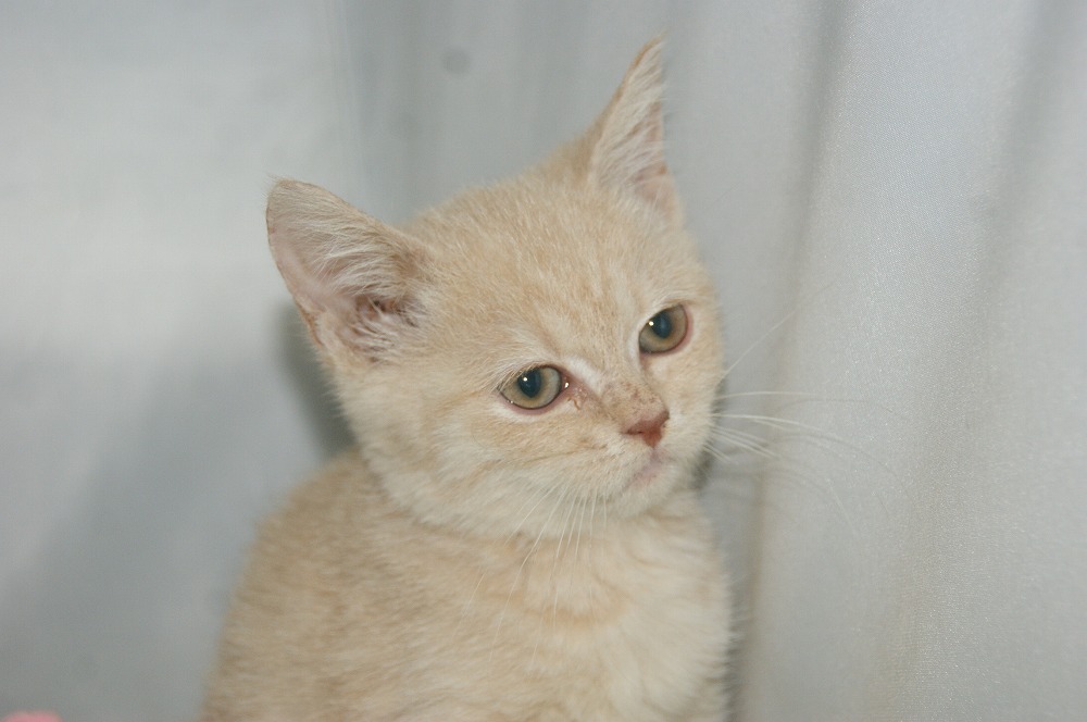 宮城県ペットショップ/ペットショップ鈴花　子猫情報／スコティッシュフォールド