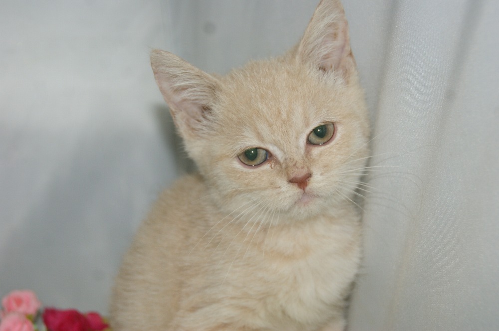 宮城県ペットショップ/ペットショップ鈴花　子猫情報／スコティッシュフォールド