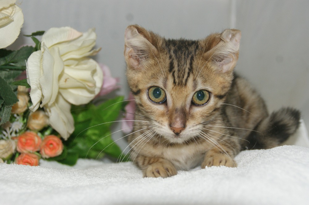 宮城県ペットショップ/ペットショップ鈴花/ベンガル子猫