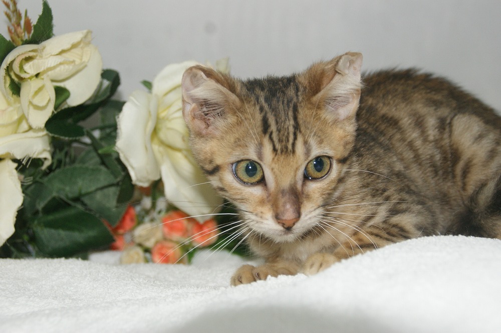 宮城県ペットショップ/ペットショップ鈴花　子猫情報／ベンガル