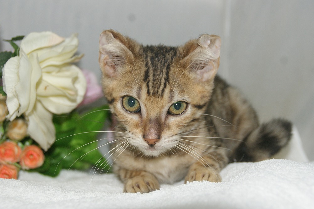 宮城県ペットショップ/ペットショップ鈴花　子猫情報／ベンガル