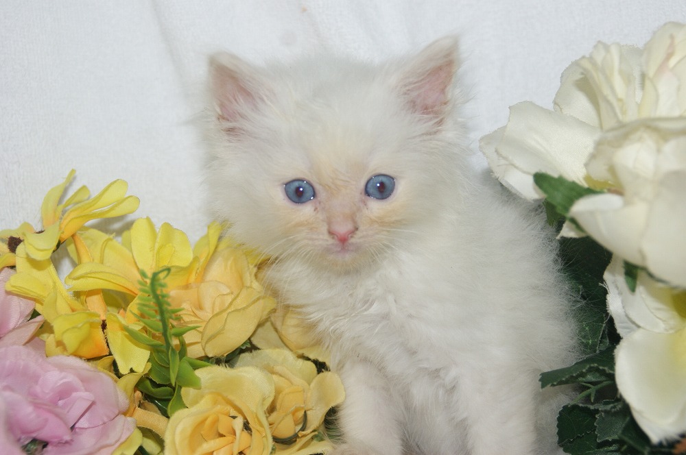 宮城県ペットショップ/ペットショップ鈴花/ラグドール子猫