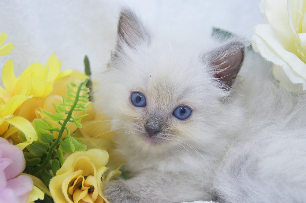 宮城県ペットショップ/ペットショップ鈴花/ラグドール子猫