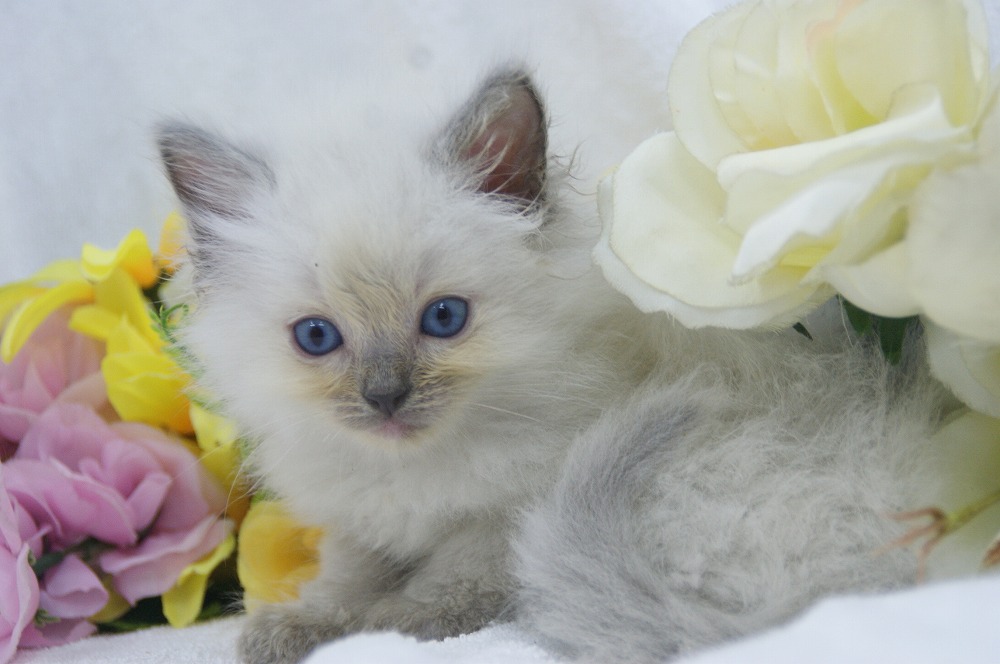 宮城県ペットショップ/ペットショップ鈴花　子猫情報／ラグドール