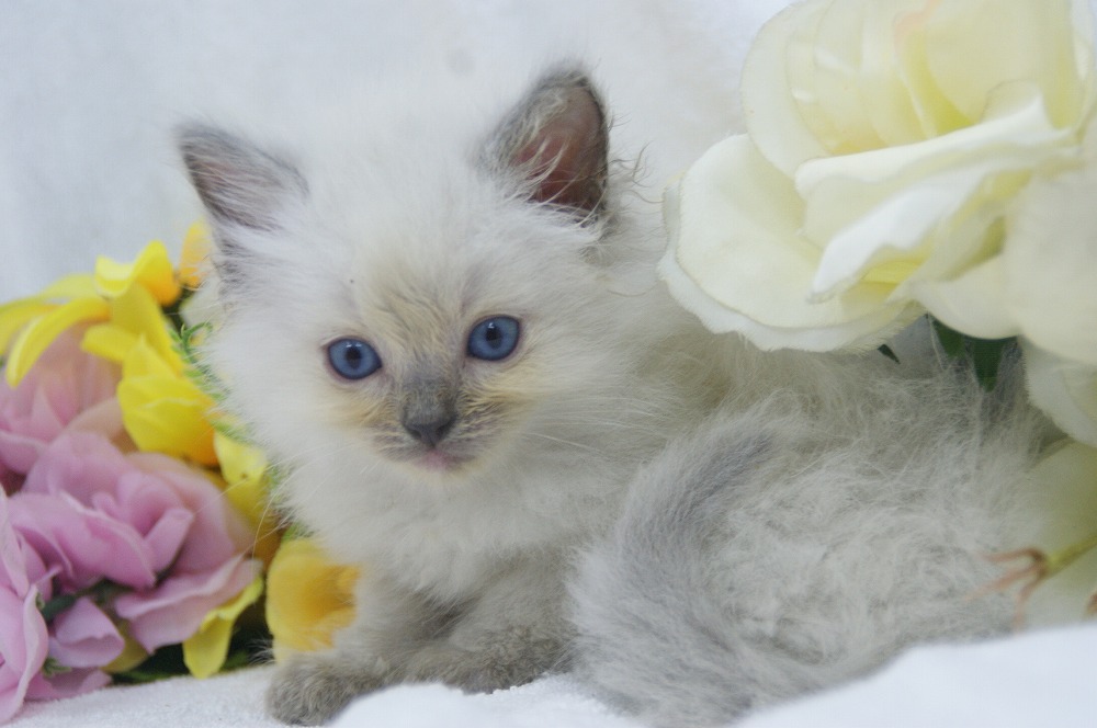 宮城県ペットショップ/ペットショップ鈴花　子猫情報／ラグドール