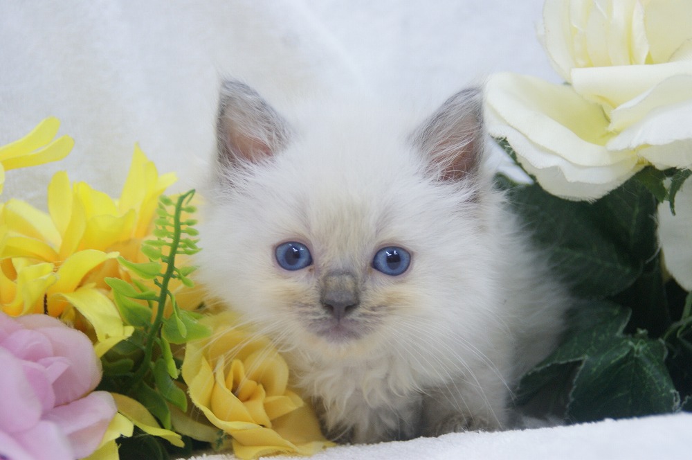 宮城県ペットショップ/ペットショップ鈴花　子猫情報／ラグドール