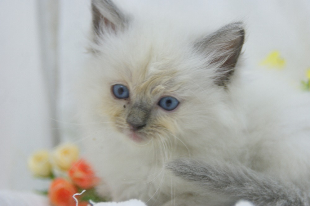 宮城県ペットショップ/ペットショップ鈴花　子猫情報／ラグドール